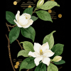Gorgeous Gardenia, losse thee van Ning Hills Tea