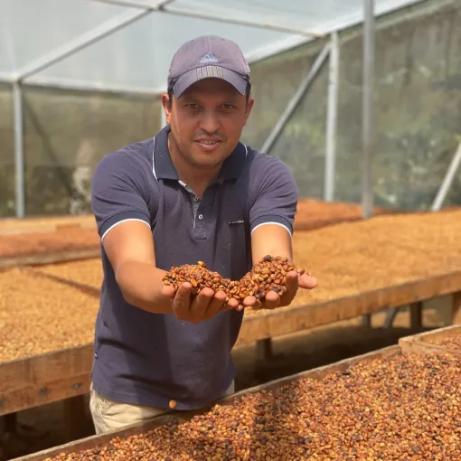 Honey-verwerkte koffiebonen op het droogbed bij Don Alexis Coffee in Costa Rica