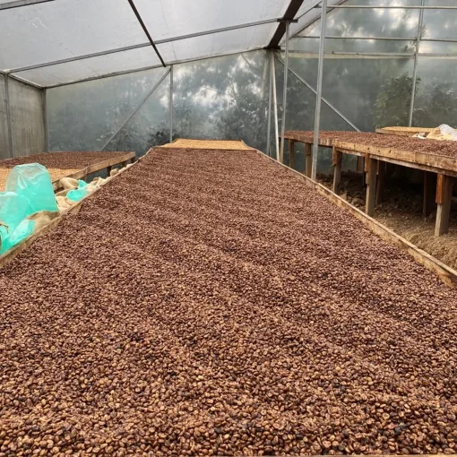 Black honey koffie droogt in een dikke laag op Afrikaanse bedden bij Don Alexis Coffee